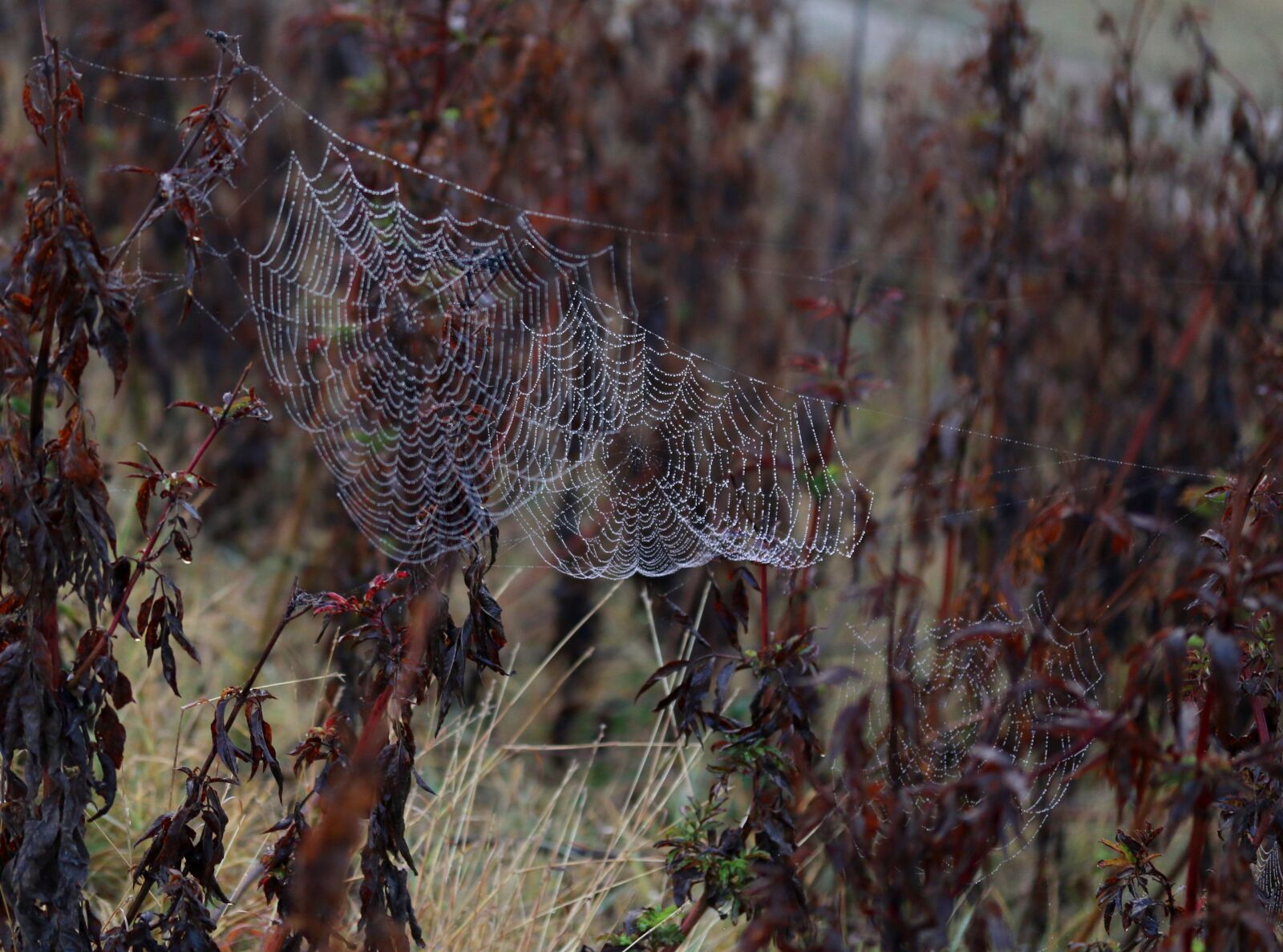 Canon EF-S 60mm F2.8 Macro USM sample photo. Spider web, drops, water photography