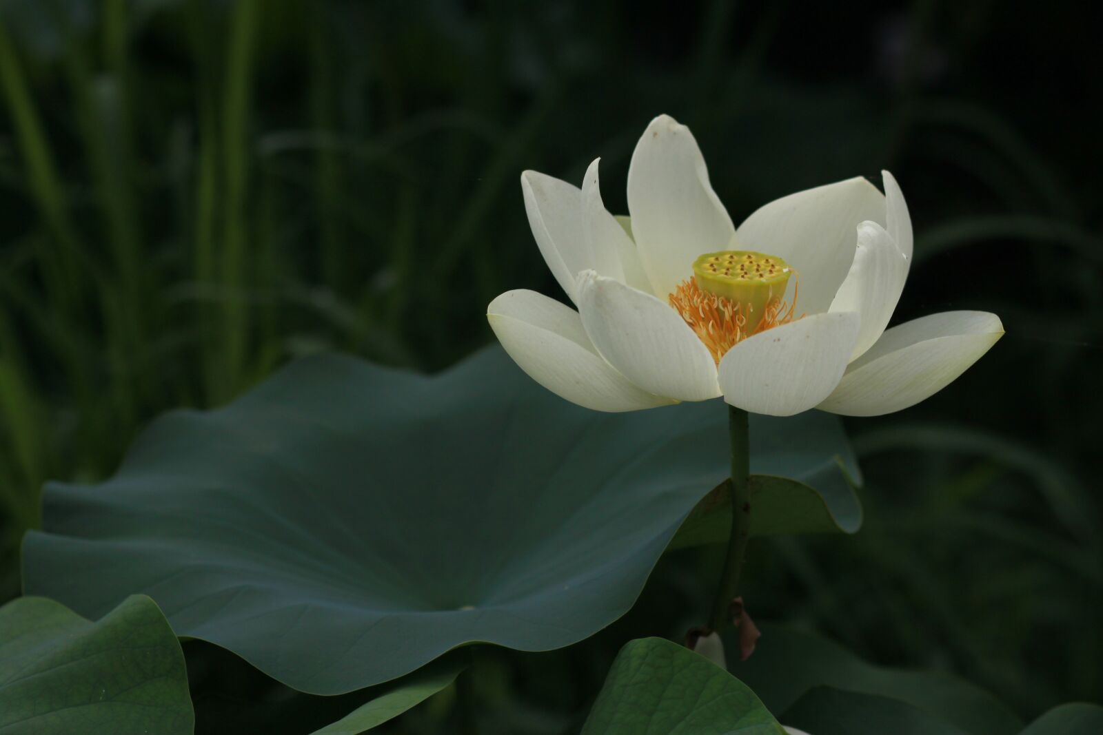 Canon EOS 500D (EOS Rebel T1i / EOS Kiss X3) sample photo. Kite, lotus, nature photography