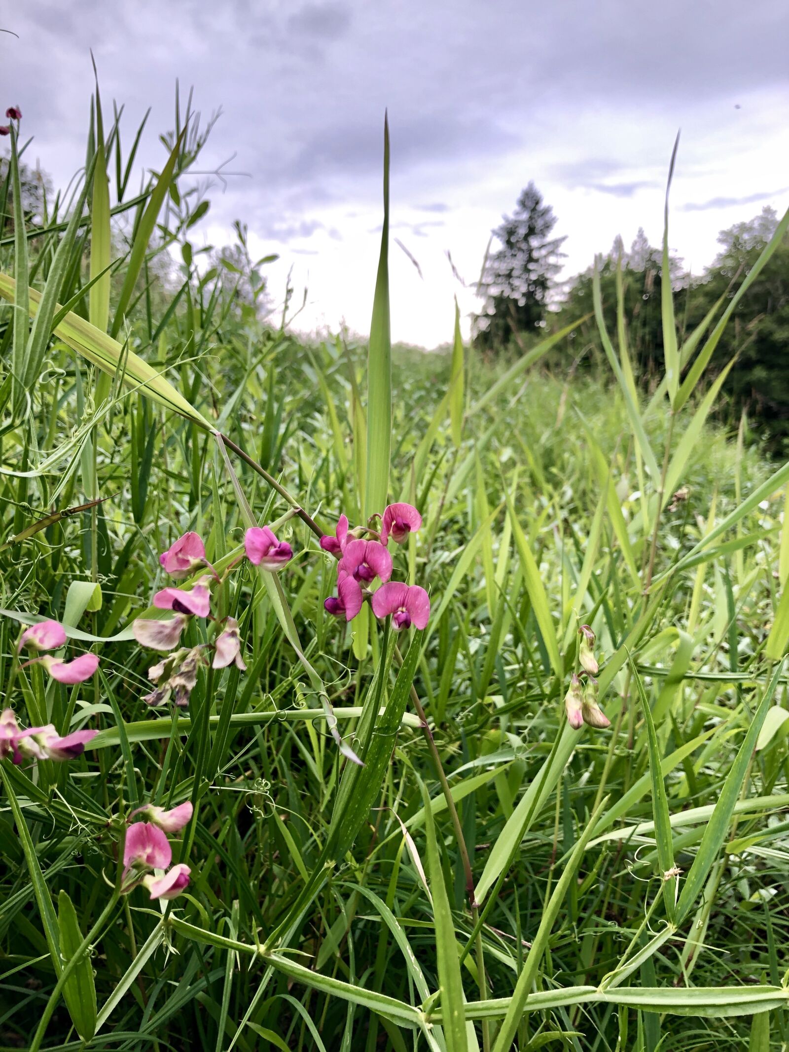 iPhone 8 back camera 3.99mm f/1.8 sample photo. Earth hour, flower, grass photography