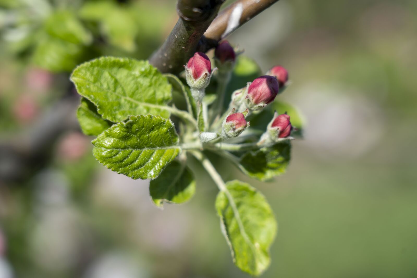 Sony FE 24-105mm F4 G OSS sample photo. Flower, flowers, the puck photography