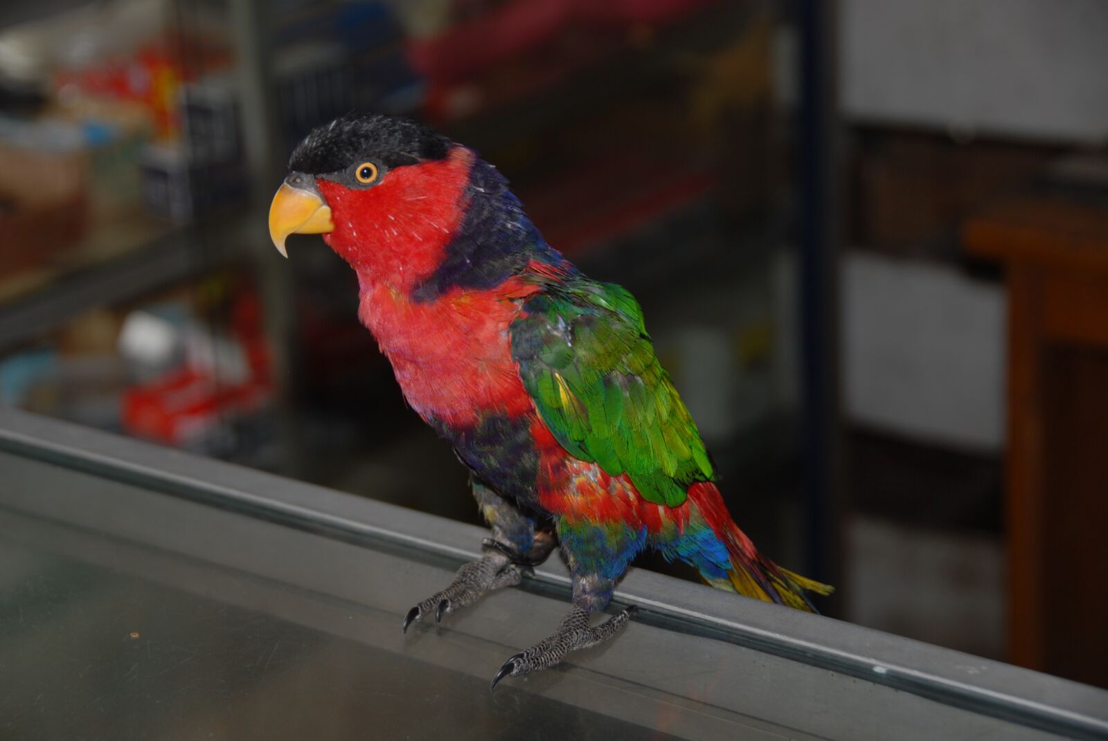 Nikon D200 sample photo. Colorful bird, sitting, plumage photography