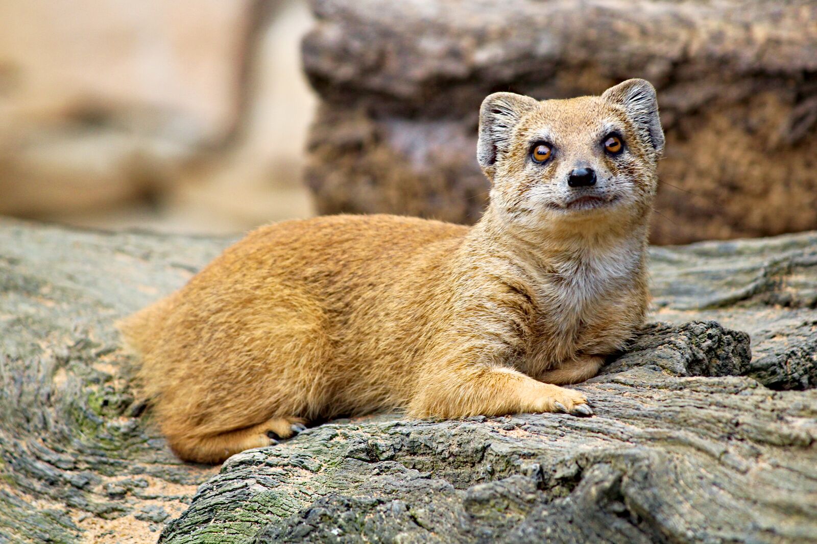Canon EOS 550D (EOS Rebel T2i / EOS Kiss X4) sample photo. Mongoose, fox, cat photography