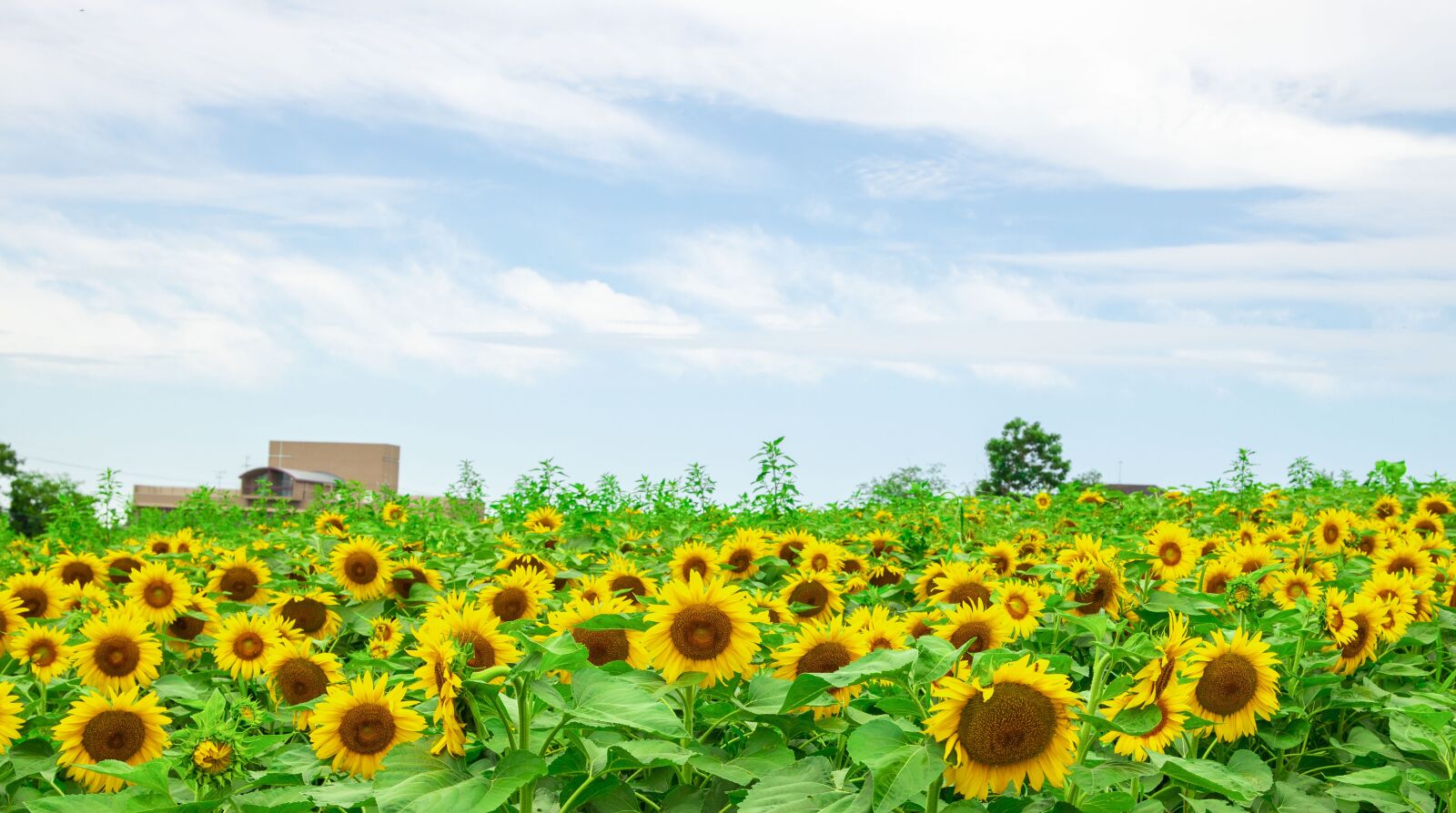 Canon EOS R sample photo. Summer, sun flower, the photography