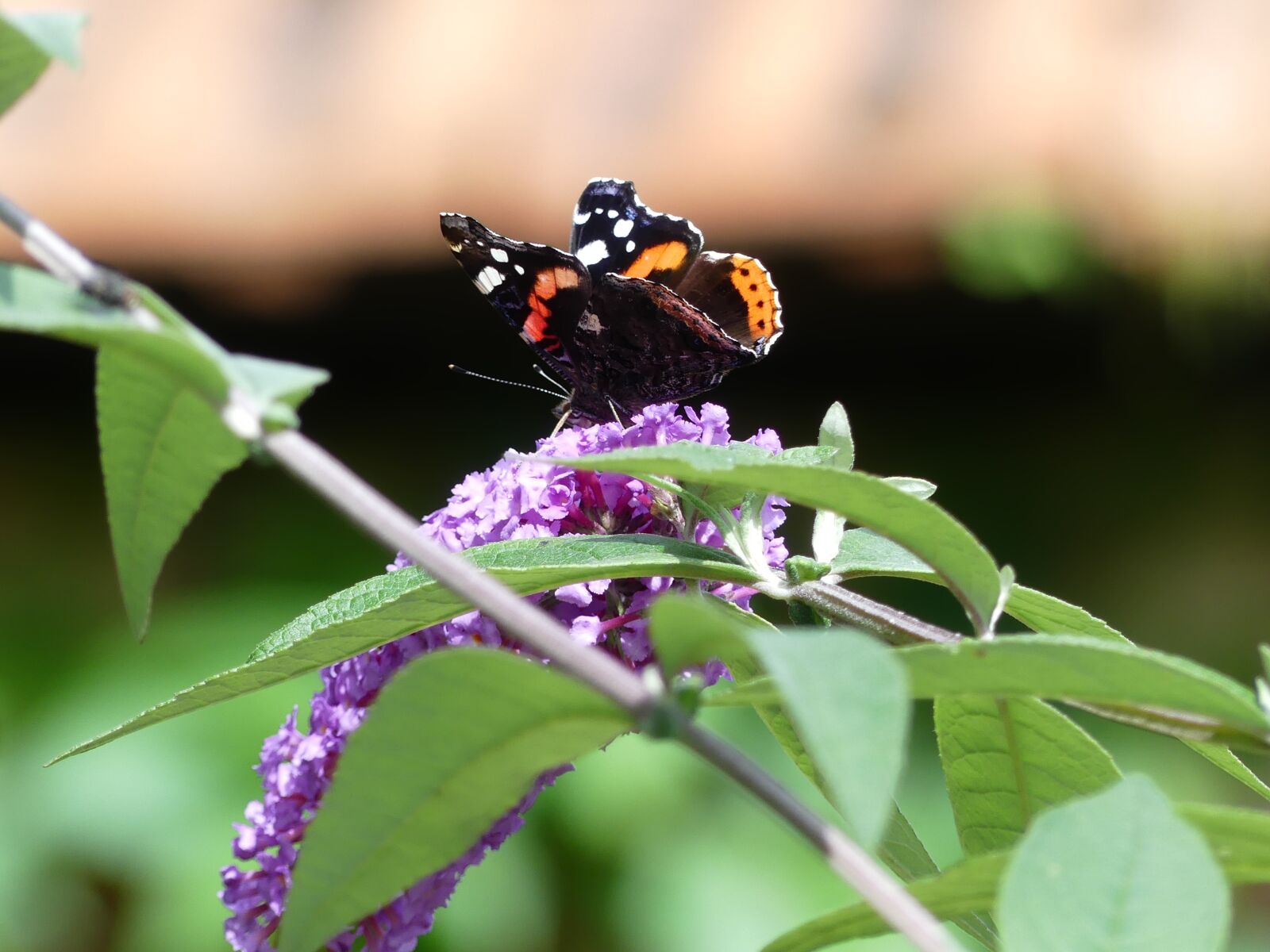 Panasonic Lumix DMC-FZ300 sample photo. Butterfly, lilac, insect photography