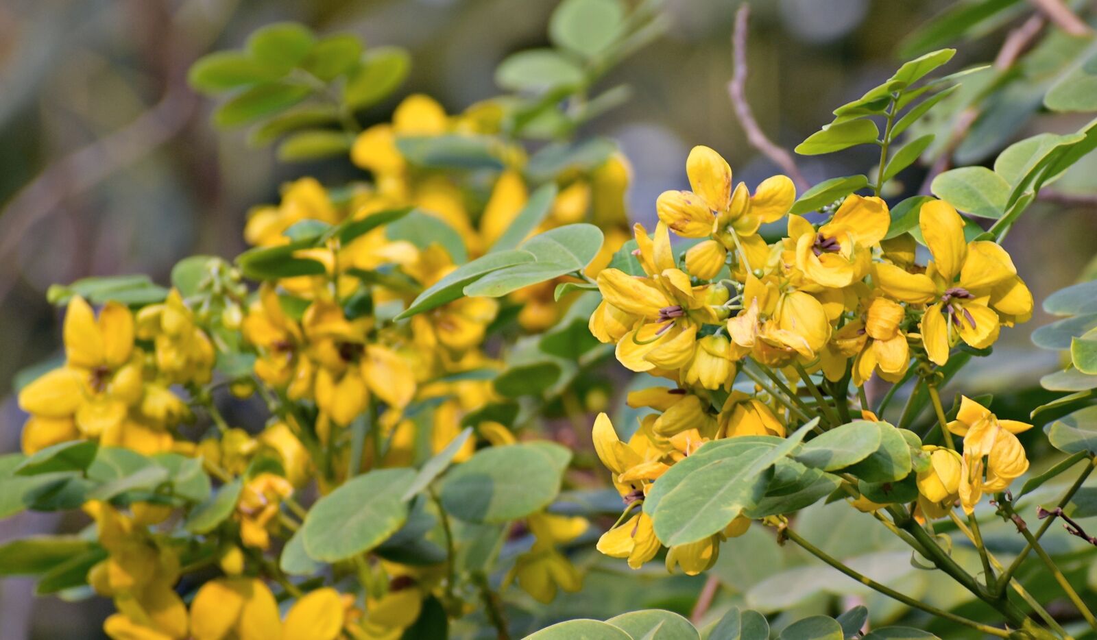 Nikon D5600 sample photo. Amaltas, yellow flowers, golden photography