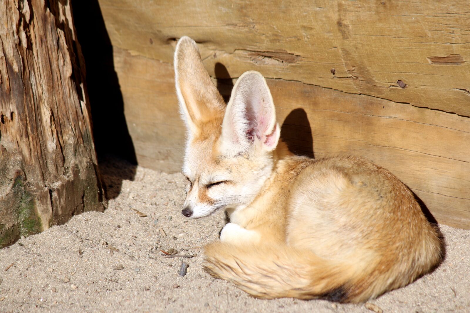 Canon EF-S 55-250mm F4-5.6 IS sample photo. Desert fox, fox, zoo photography