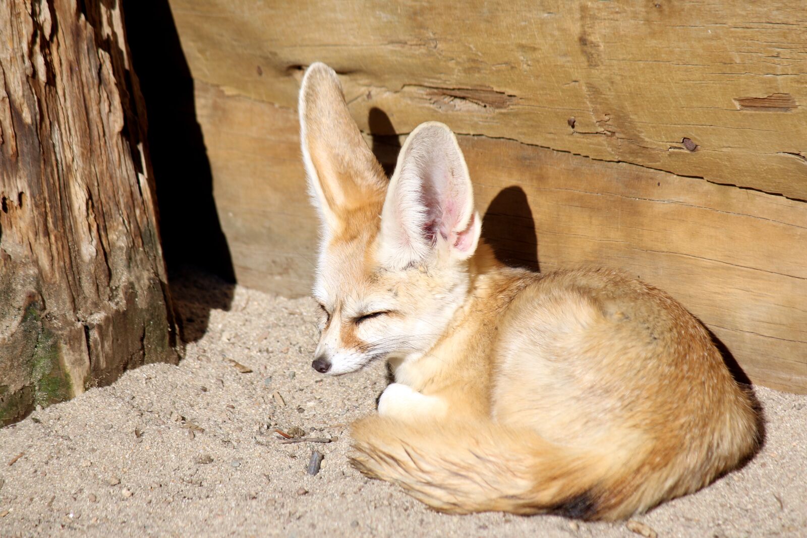 Canon EOS 70D + Canon EF-S 55-250mm F4-5.6 IS sample photo. Desert fox, fox, zoo photography