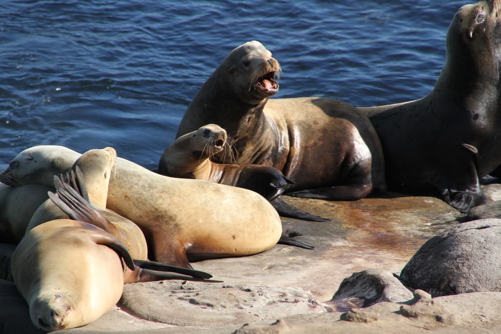 Canon EOS 7D sample photo. Seals, sea lions, ocean photography