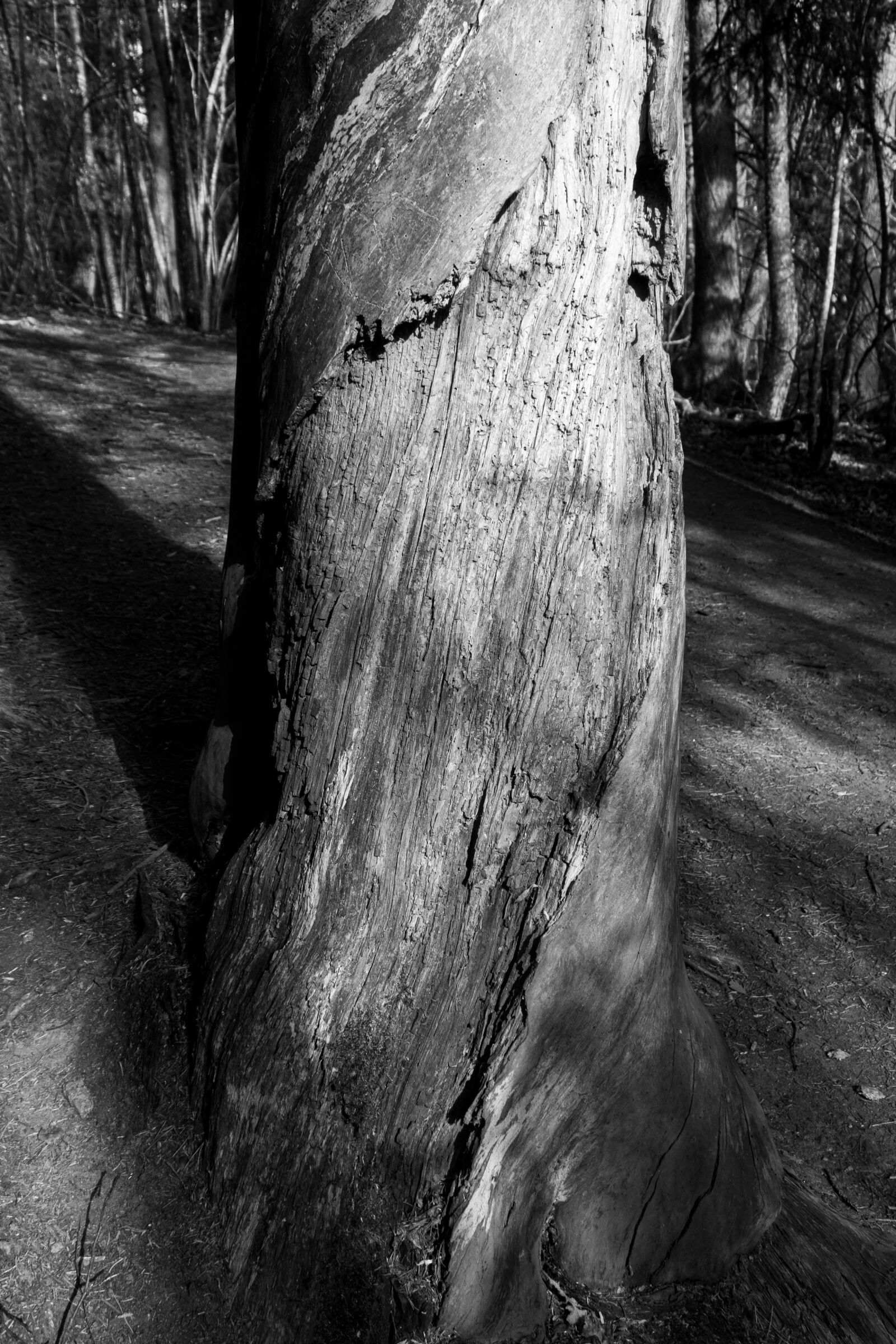 Canon PowerShot G7 X Mark II sample photo. Rotten wood, decay, rotten photography