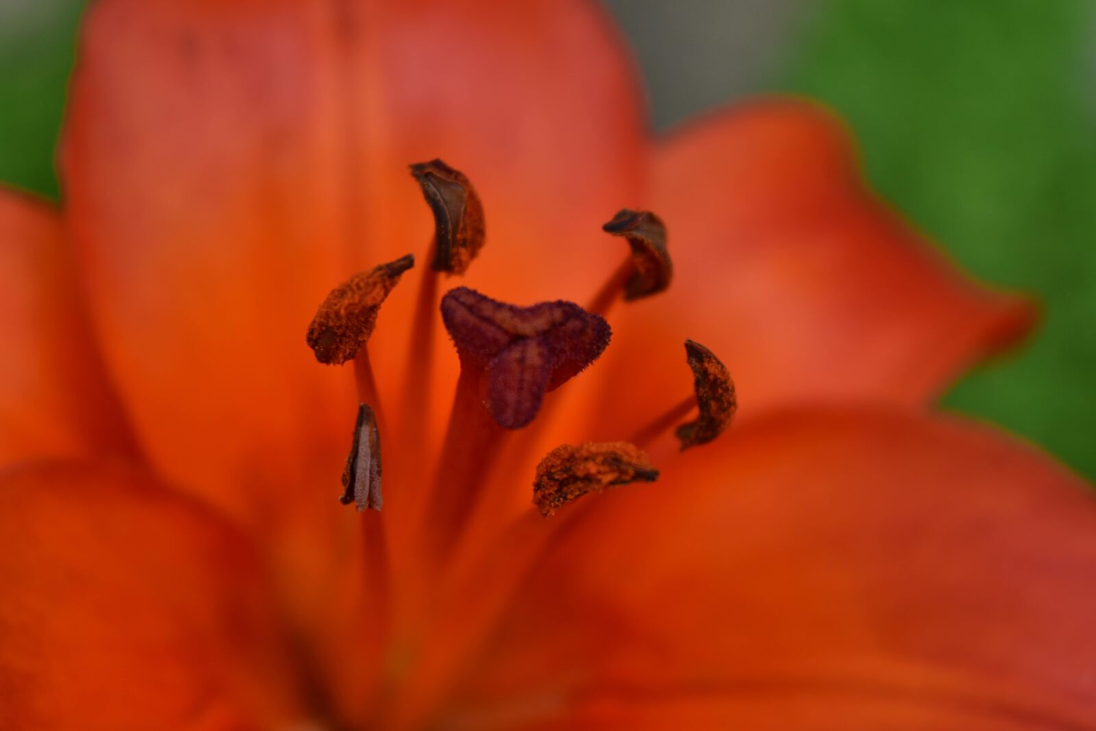 Nikon D5500 sample photo. Beautiful photo, close-up, detail photography