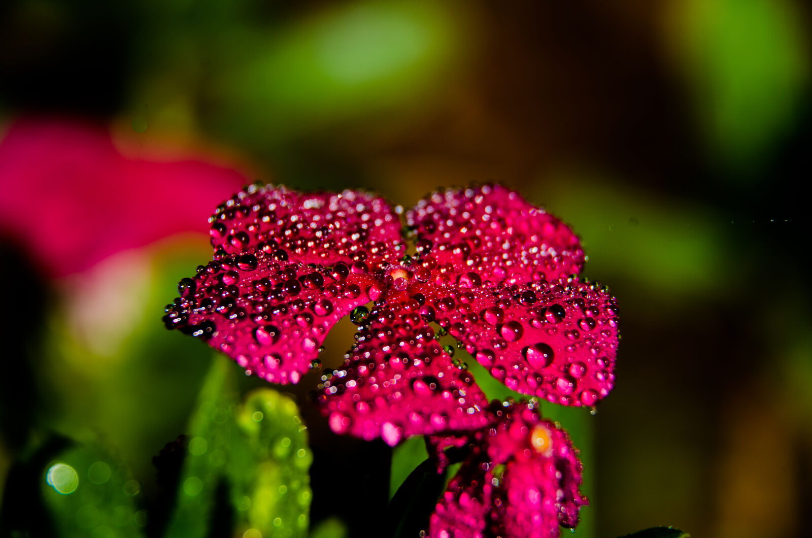 Nikon D5100 sample photo