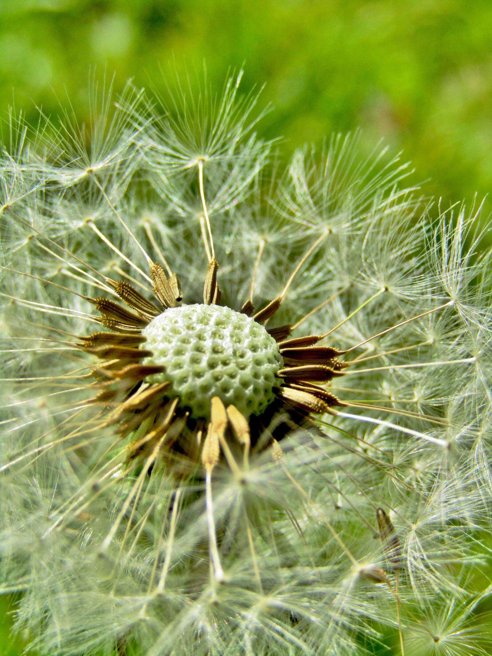 Canon POWERSHOT SX432 IS sample photo. Dandelion, close up, macro photography