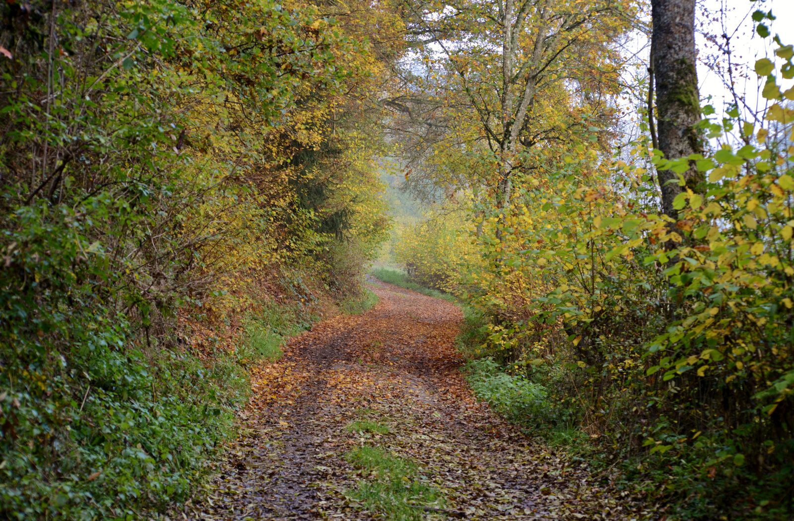 Nikon D600 sample photo. Forest path, autumn, october photography