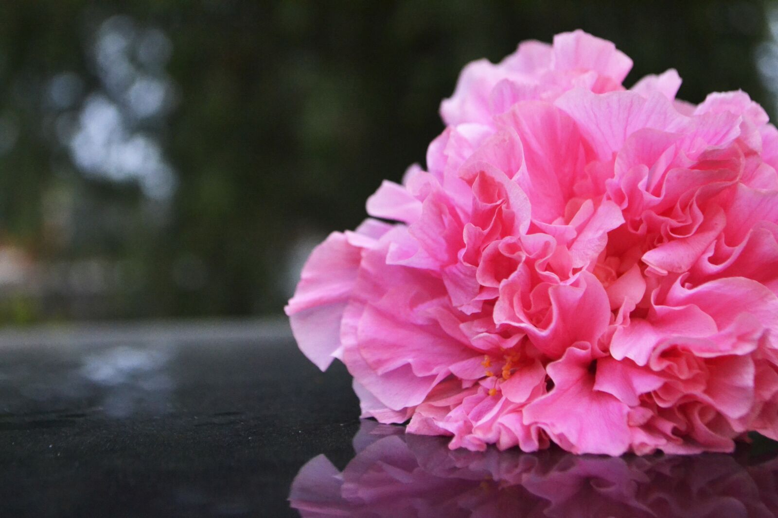 Nikon D3100 sample photo. Flower, pink, nature photography