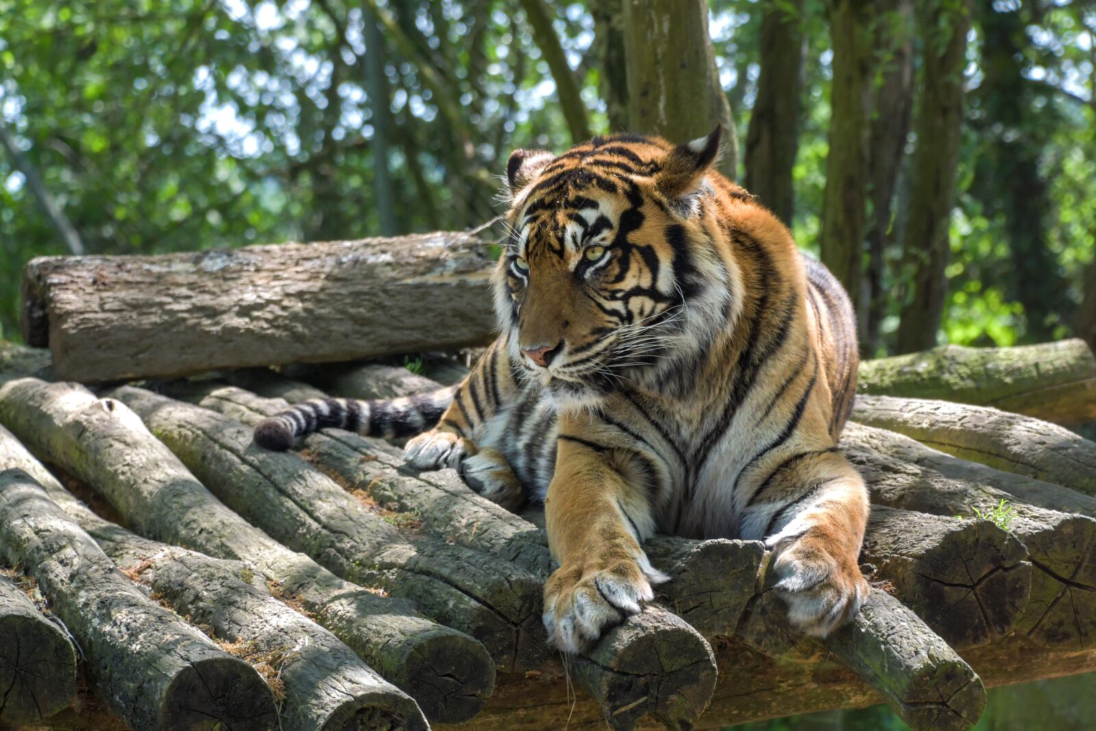 Nikon D500 sample photo. Tiger, feline, predator photography