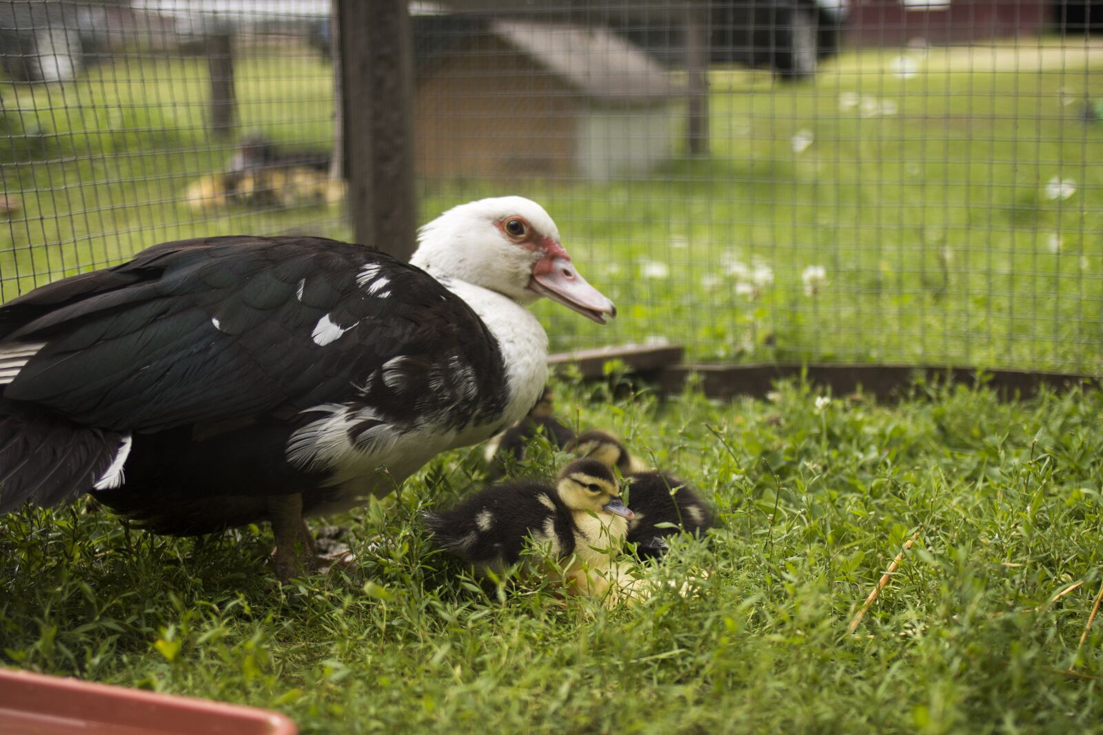 Canon EOS 70D + Canon EF 35mm F2 sample photo. Duck, cub, cute photography