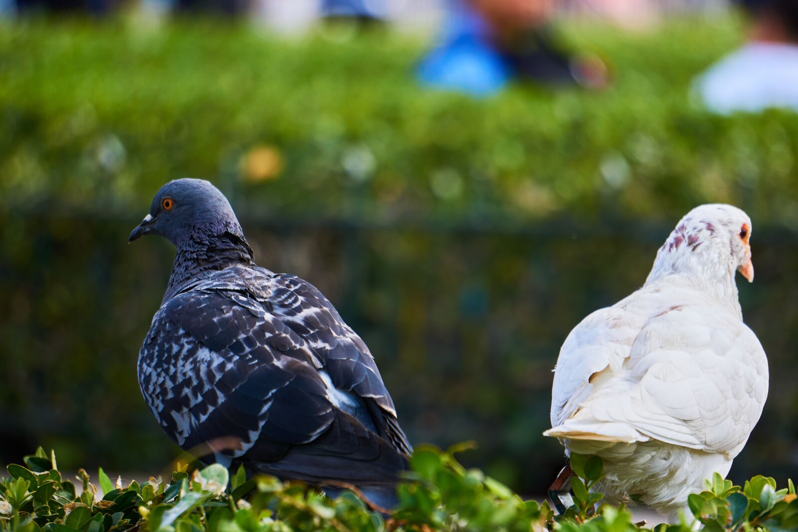Sony E 55-210mm F4.5-6.3 OSS sample photo. Pigeons, differences, opposites photography