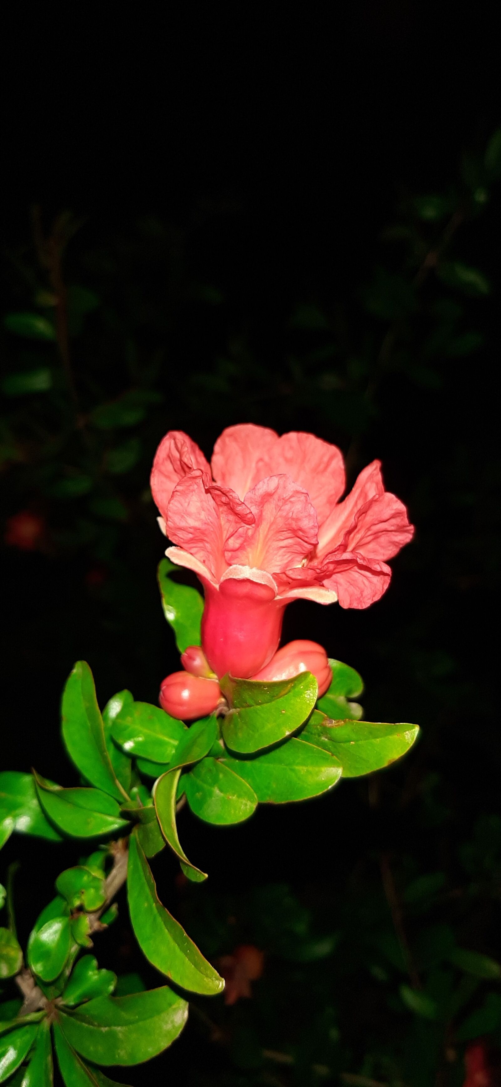 Samsung Galaxy A50 sample photo. Fleur, grenade, vert photography