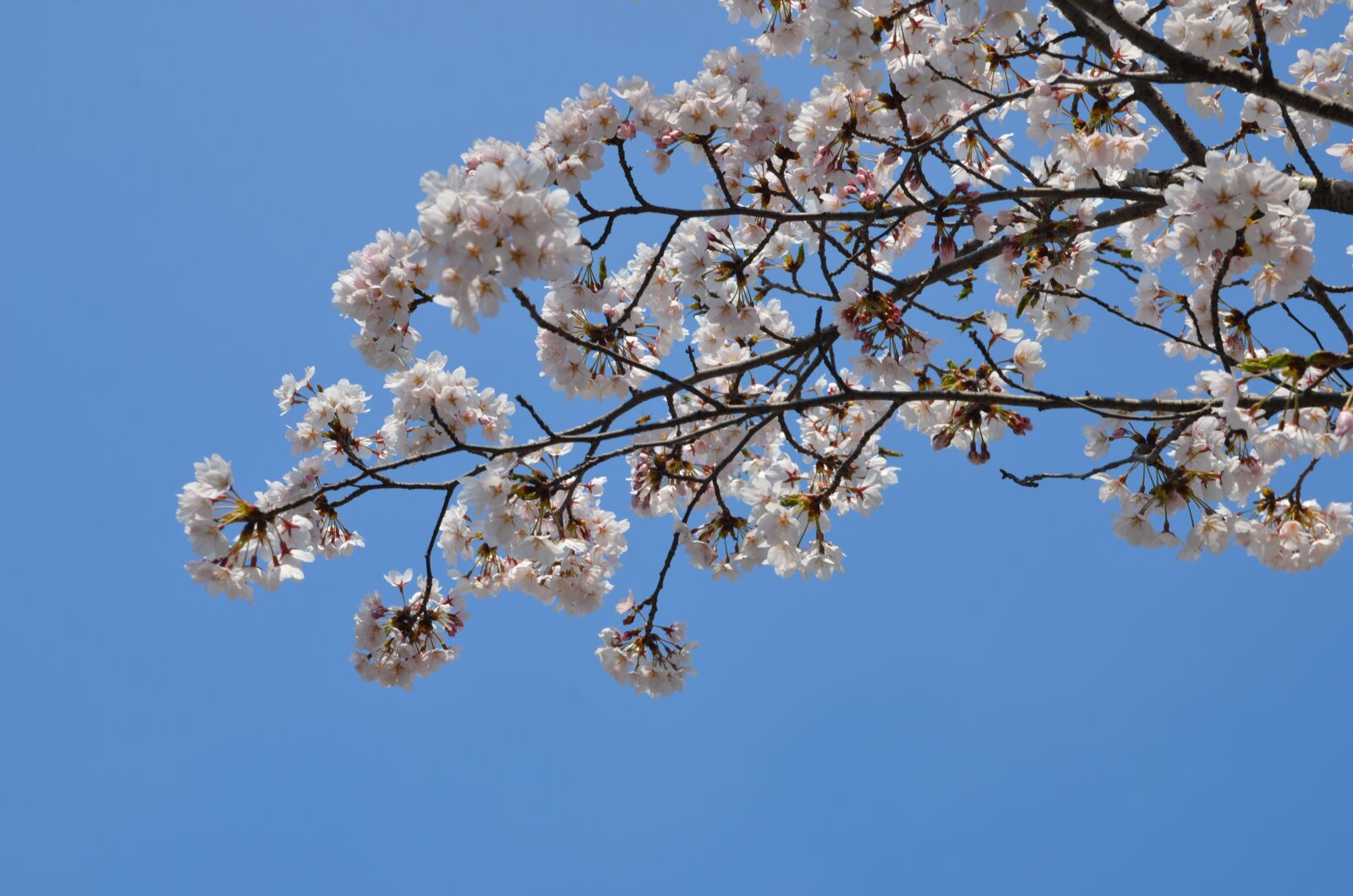 Nikon D7000 sample photo. Korea, seoul, flower photography