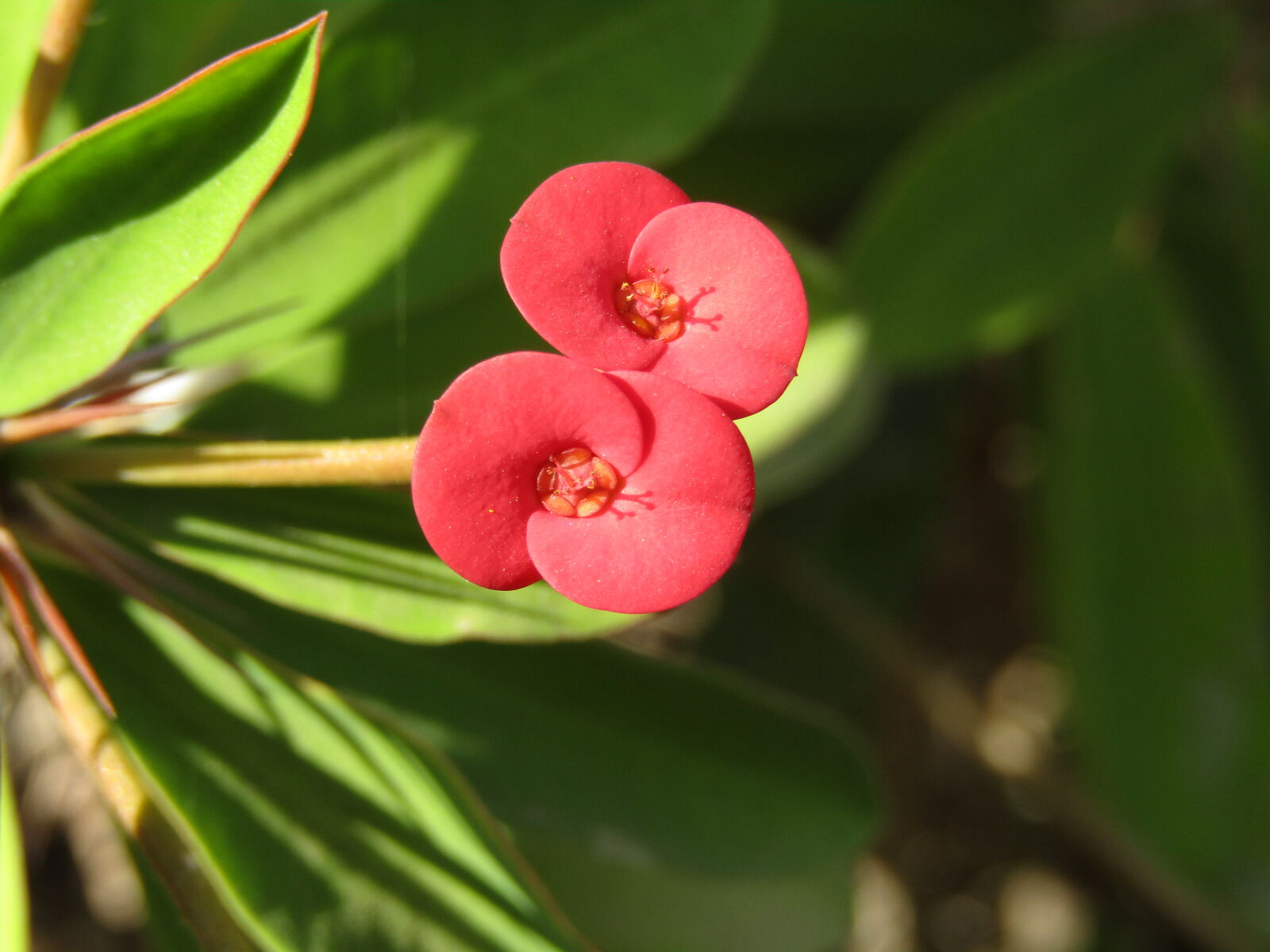 Canon PowerShot SX410 IS sample photo