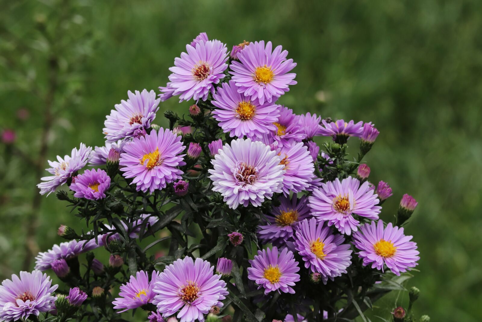 Canon EOS 200D (EOS Rebel SL2 / EOS Kiss X9) sample photo. Herbstastern, asters, autumn photography