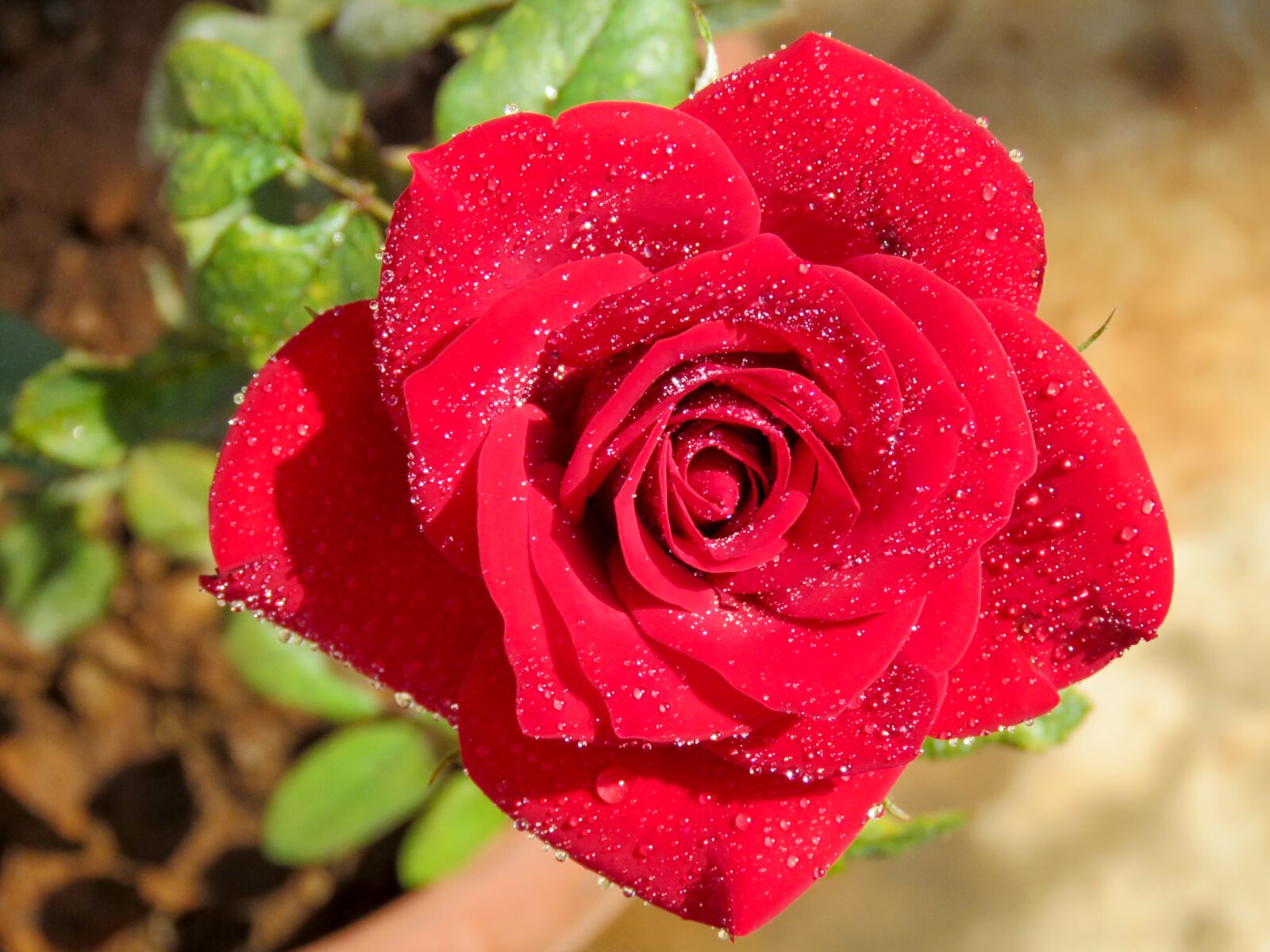 Canon PowerShot SX60 HS sample photo. Top view, red rose photography