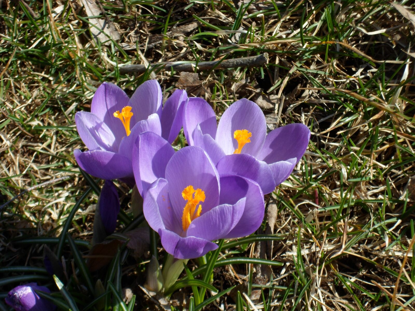 Samsung PL120,PL121 / VLUU PL120,PL121 sample photo. Crocus, spring flowers, our photography
