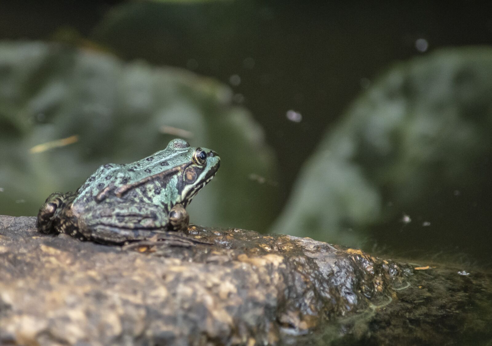 Nikon D500 sample photo. Frog, pond, water photography