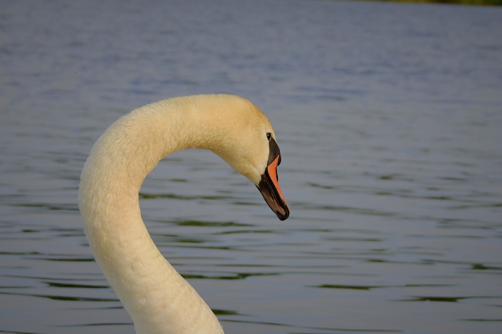 Nikon Coolpix P900 sample photo. Swan, river, nature photography