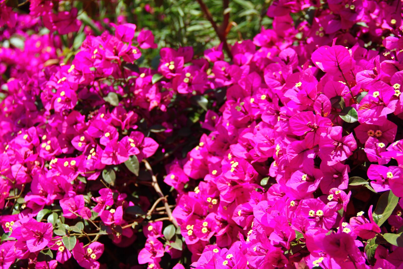 Canon EF-S 18-135mm F3.5-5.6 IS sample photo. In yunnan province, flowers photography