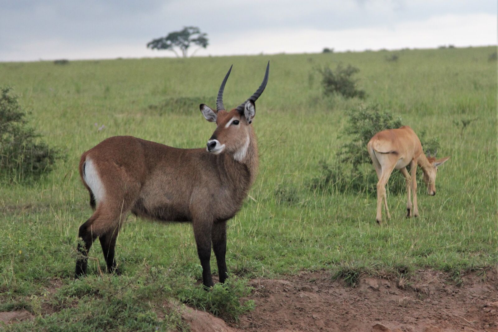 Canon EOS 60D + Canon EF 24-105mm F4L IS USM sample photo. Waterbuck, ram, alert photography