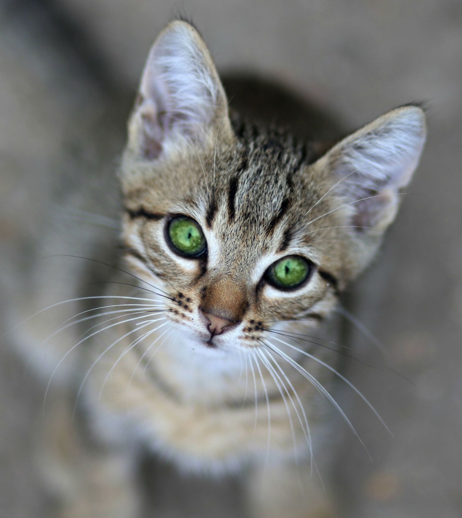Canon EF 85mm F1.8 USM sample photo. Cat, small, animals photography