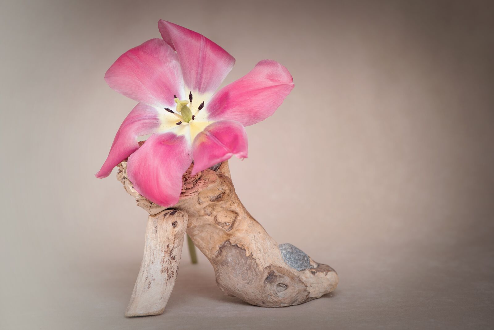 Nikon D750 sample photo. Flower, tulip, blossom photography
