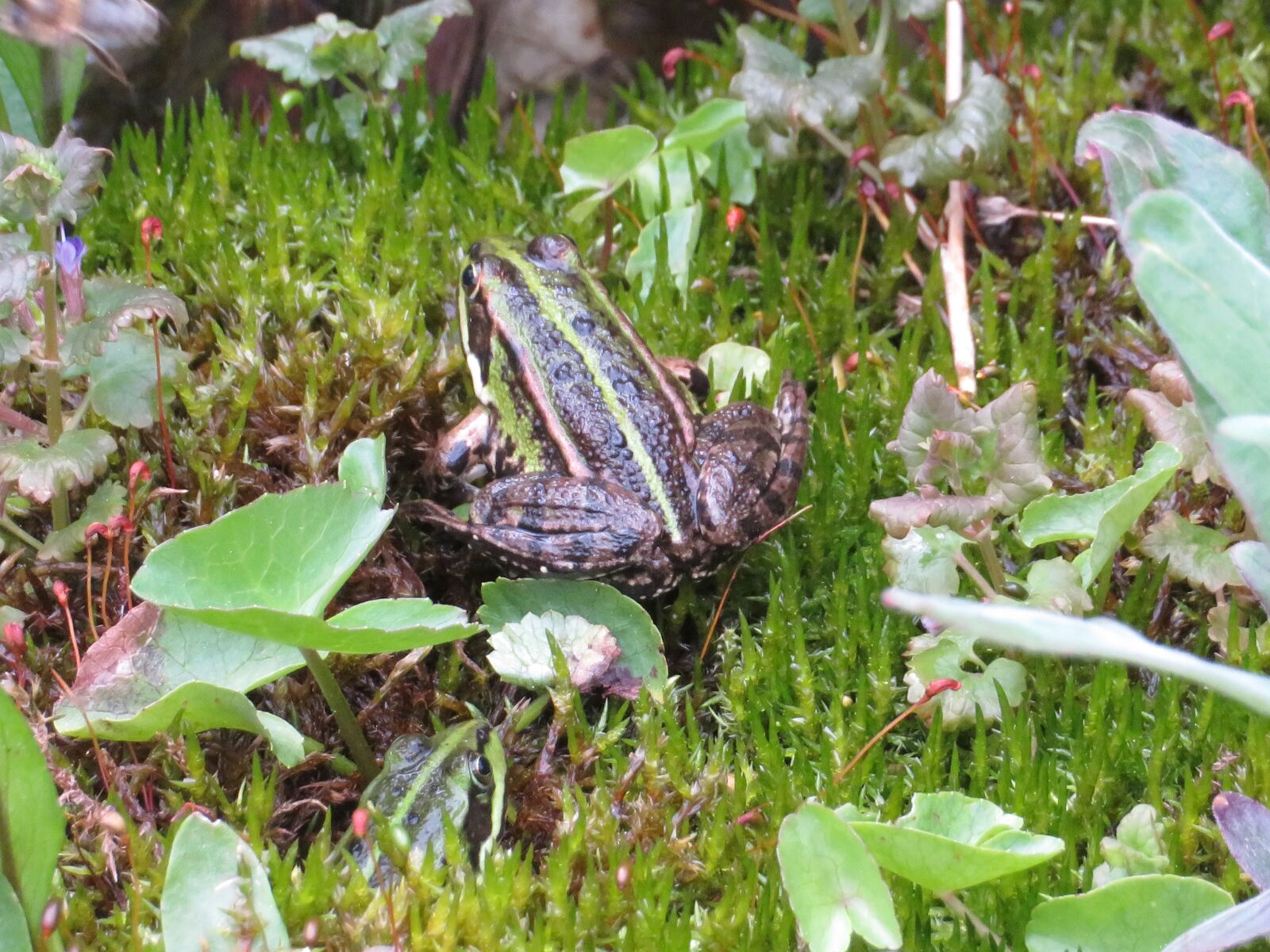 Canon PowerShot SX720 HS sample photo. Frog, moss, amphibian photography