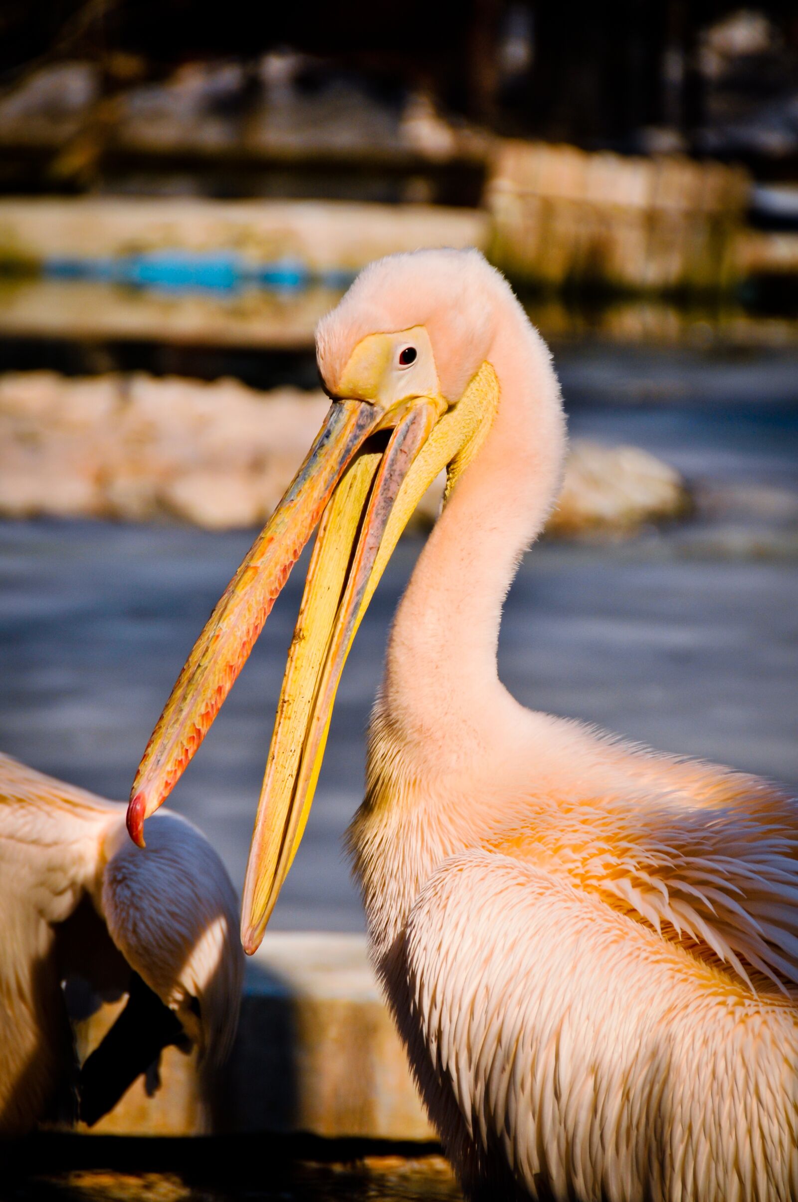 Nikon D300 sample photo. Pelican, bird, wildlife photography