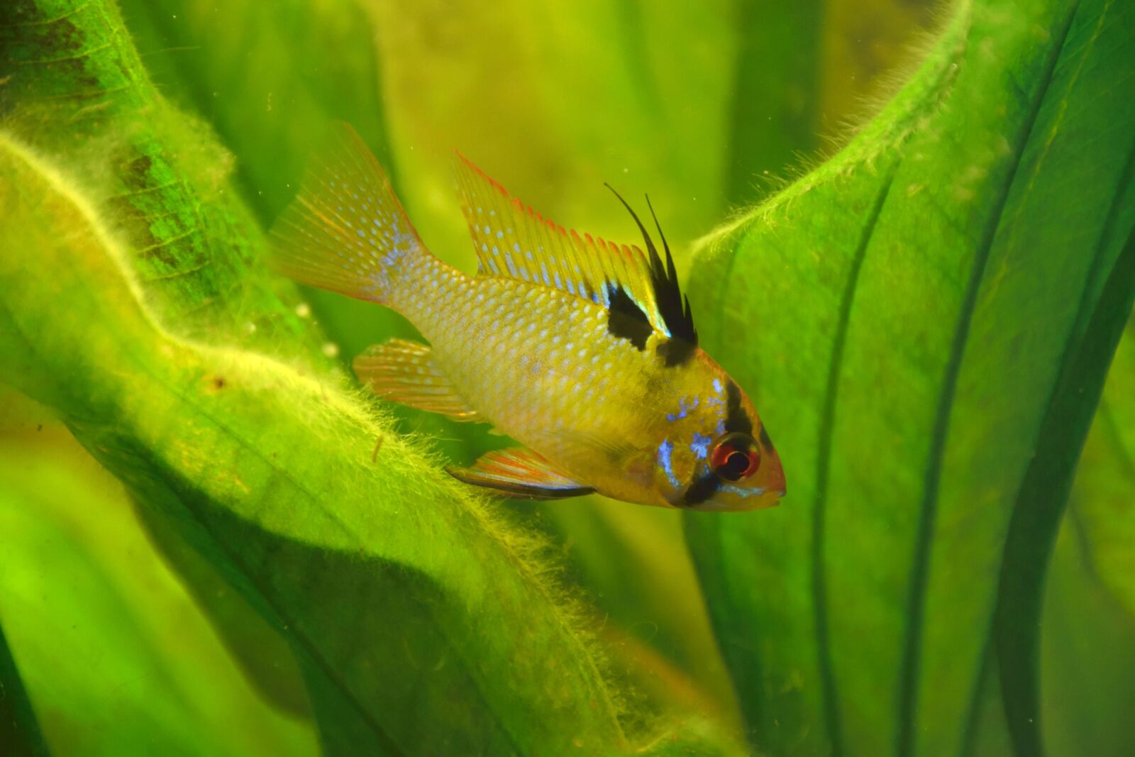 Nikon D5300 sample photo. Micro-geophagus ramirezi, butterfly cichlid photography