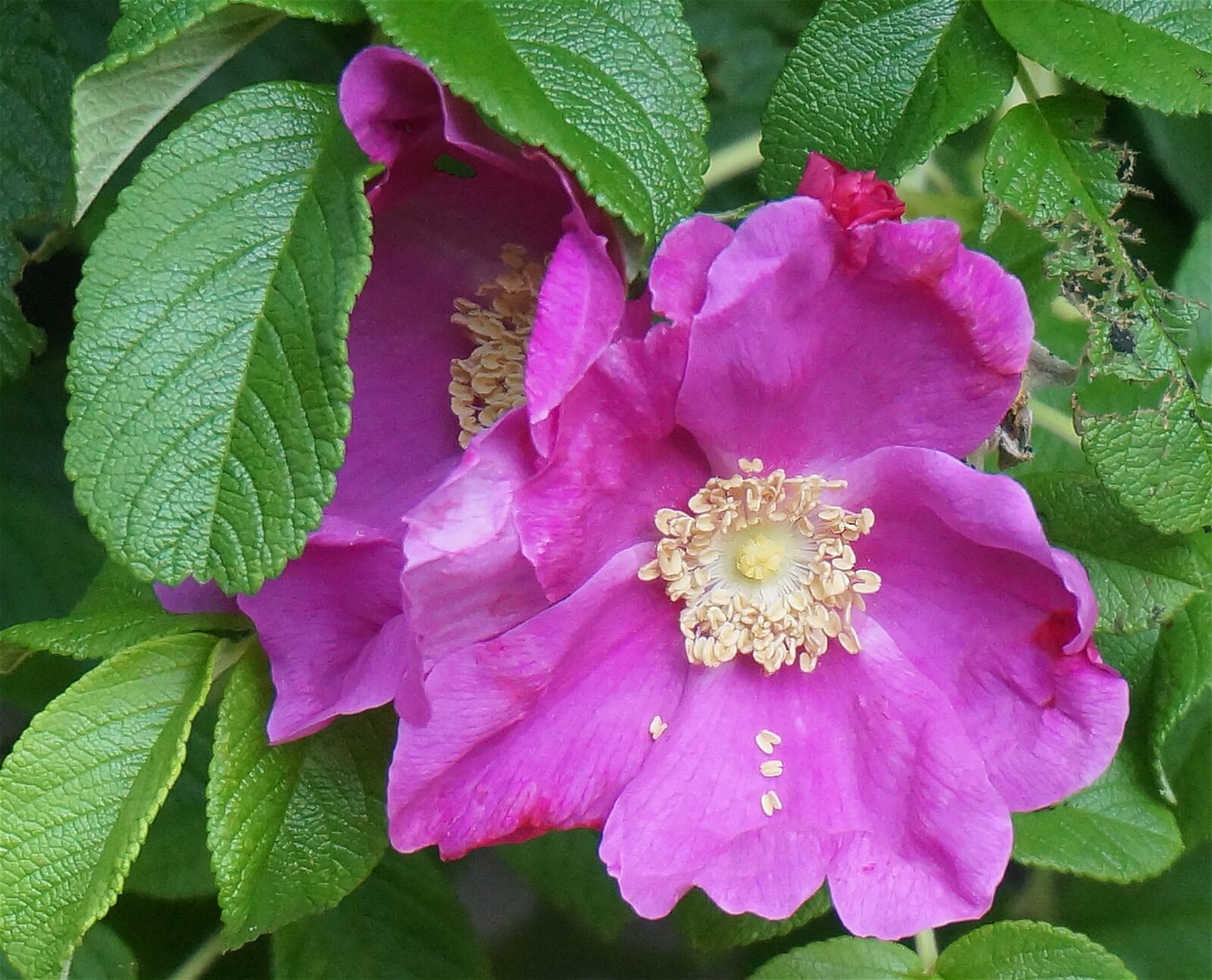 Sony Alpha NEX-5T sample photo. Rugosa rose, rose, flower photography