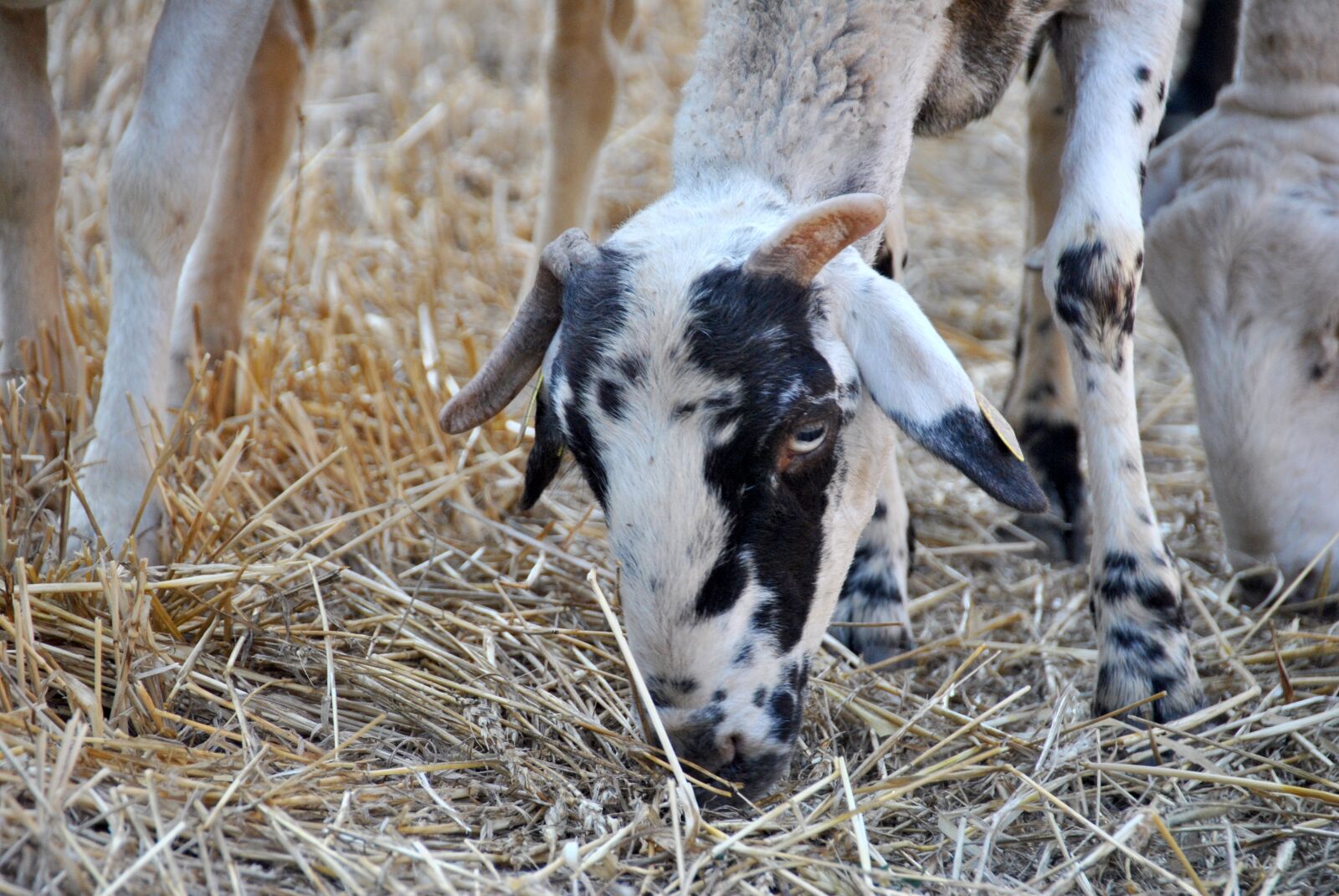 Nikon D3000 sample photo. Sheep, goat, nature photography