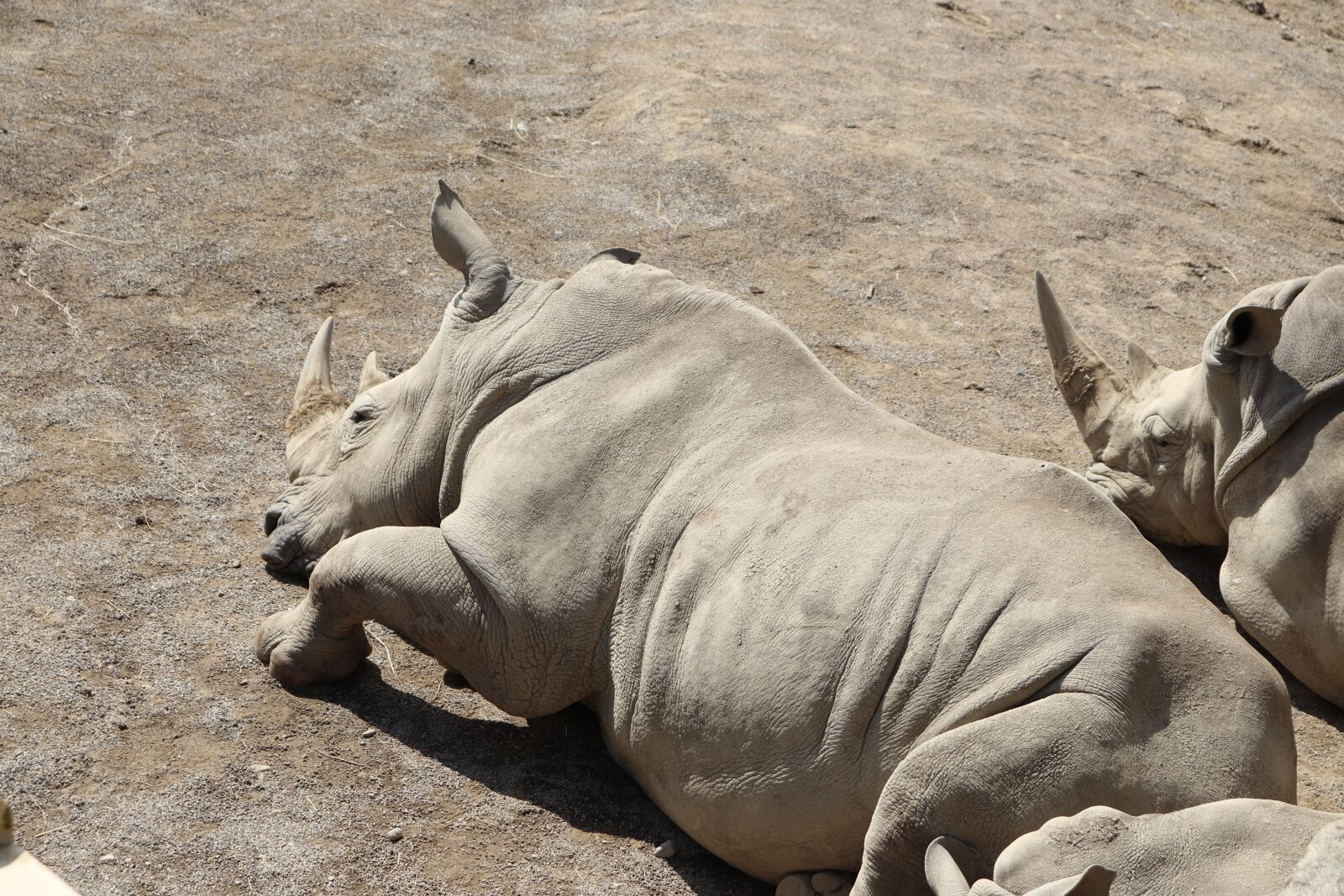 Canon EOS 77D (EOS 9000D / EOS 770D) sample photo. Rhino, mammal, animal photography