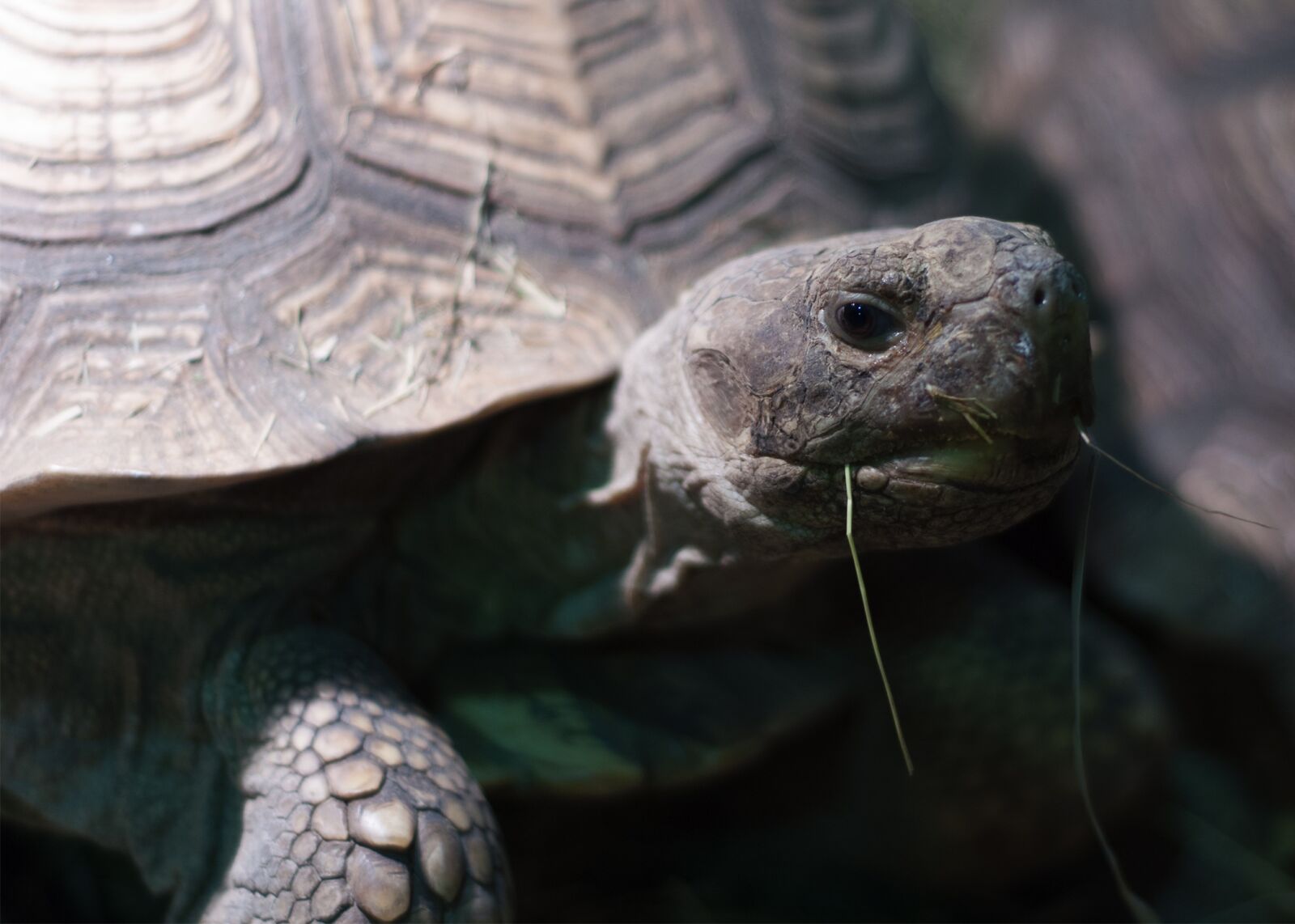 Nikon D90 sample photo. Tortoise, grass, shell photography