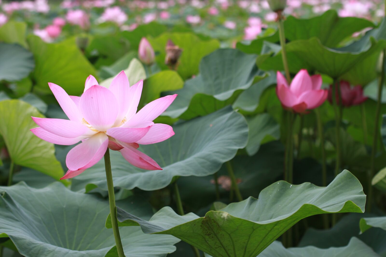 Canon EOS 500D (EOS Rebel T1i / EOS Kiss X3) sample photo. Plants, lotus, aquatic photography