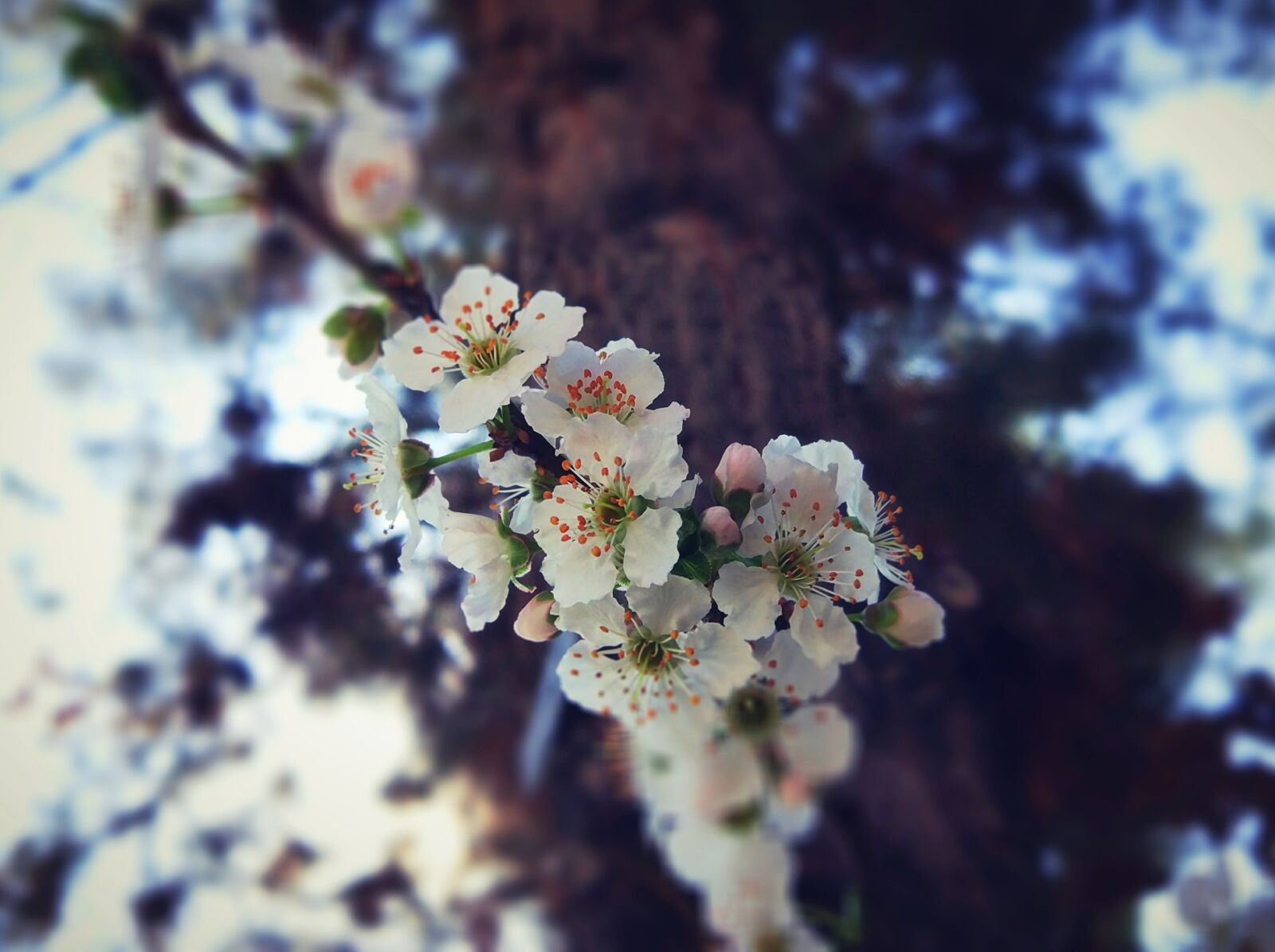 Xiaomi MI 5 sample photo. Sweety, blossom photography