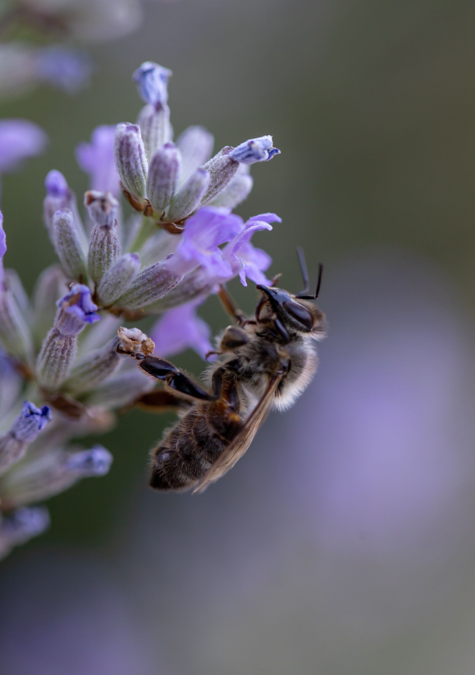 Canon EOS 6D Mark II + Canon EF 100mm F2.8L Macro IS USM sample photo. Bee, lavender, savoie photography