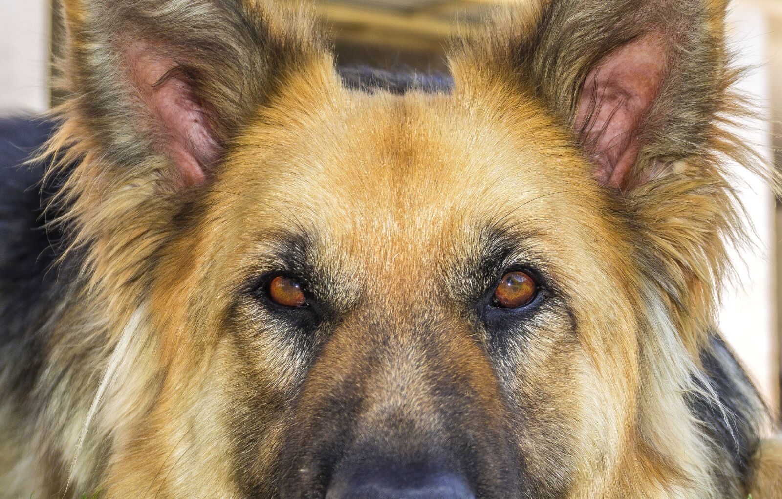 Sony a6000 sample photo. Dog, dog wolf, look photography