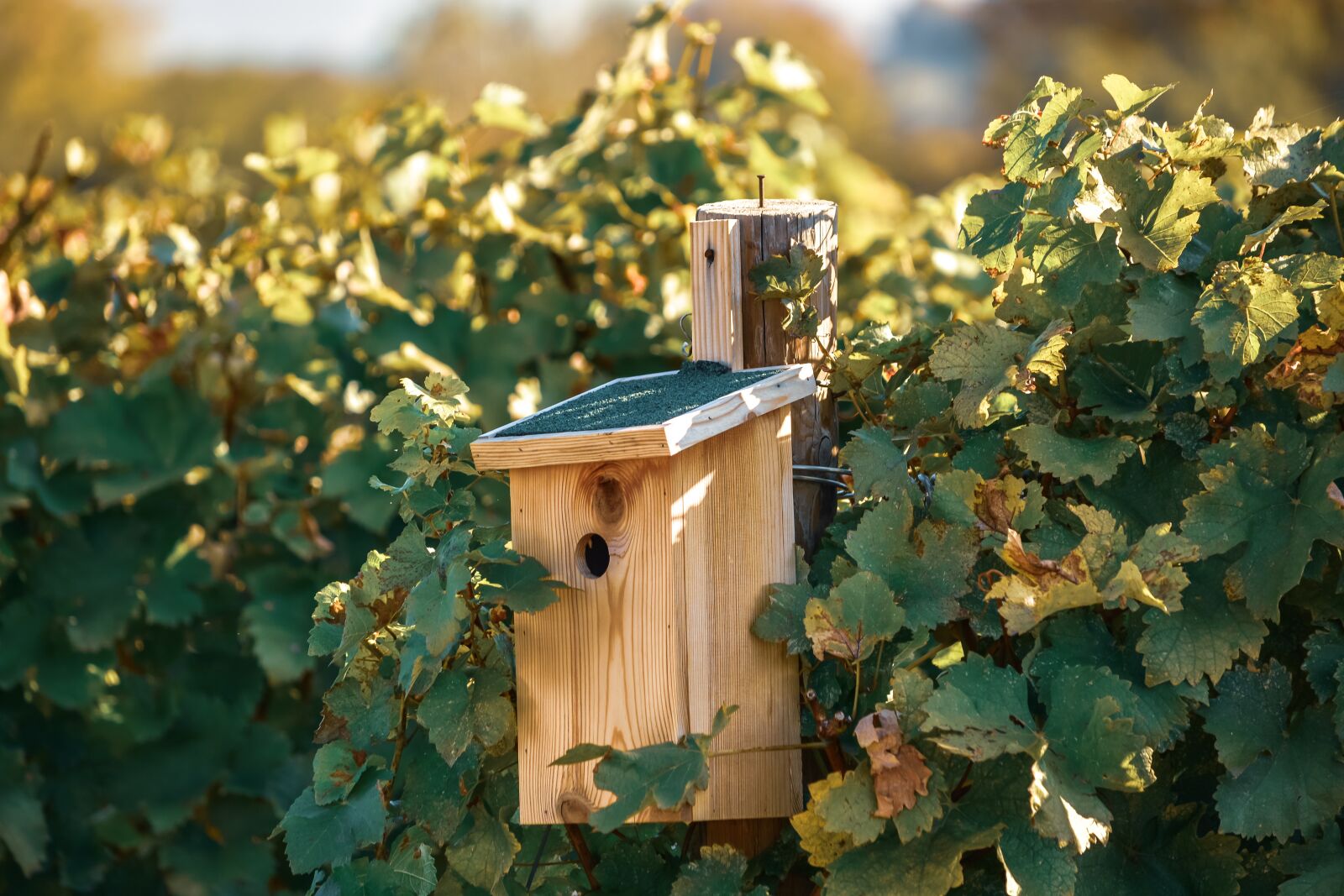 Nikon D5200 sample photo. The vita, vineyard, box photography