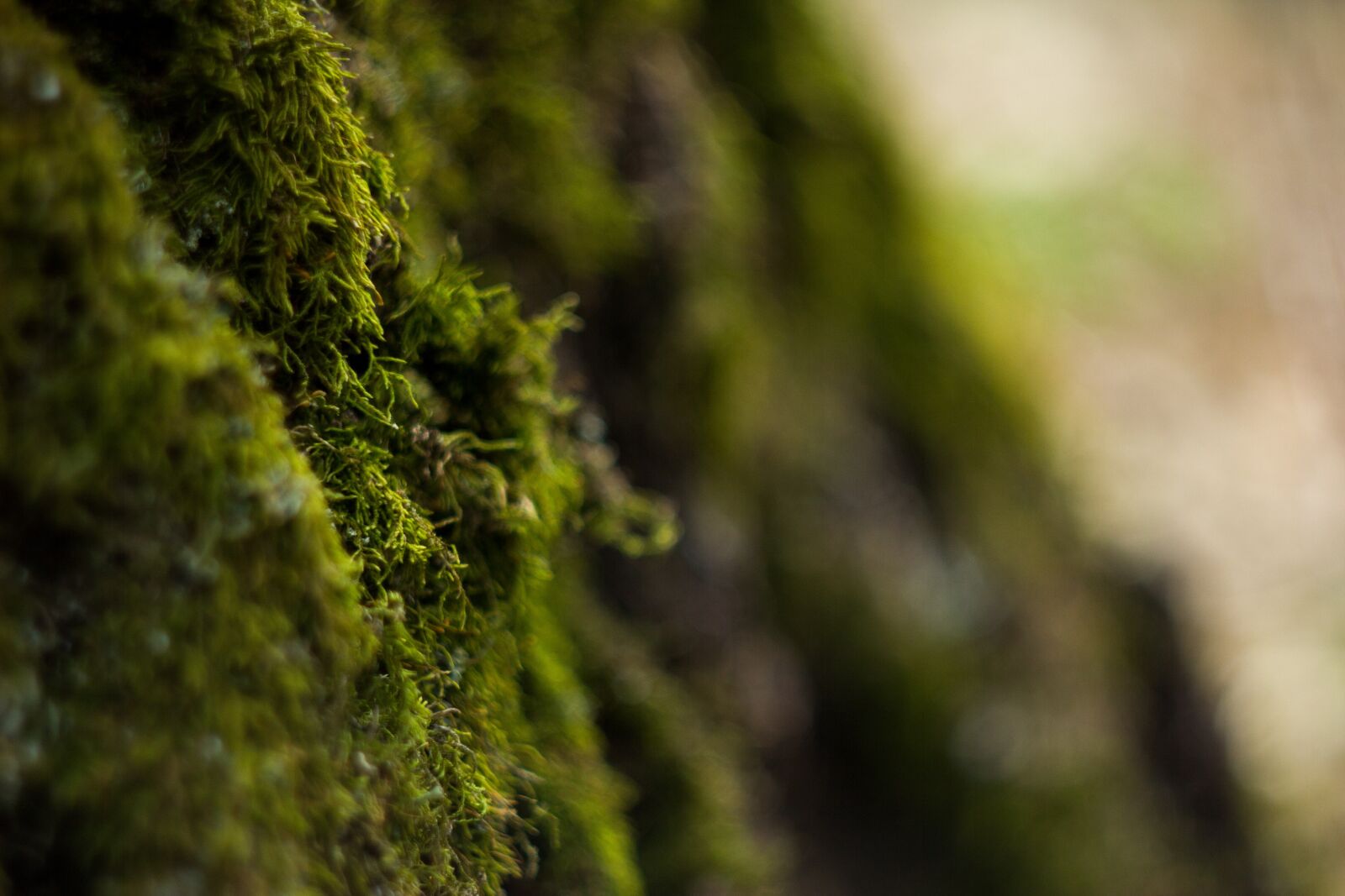 Canon EOS 550D (EOS Rebel T2i / EOS Kiss X4) sample photo. Forest, moss, plant photography