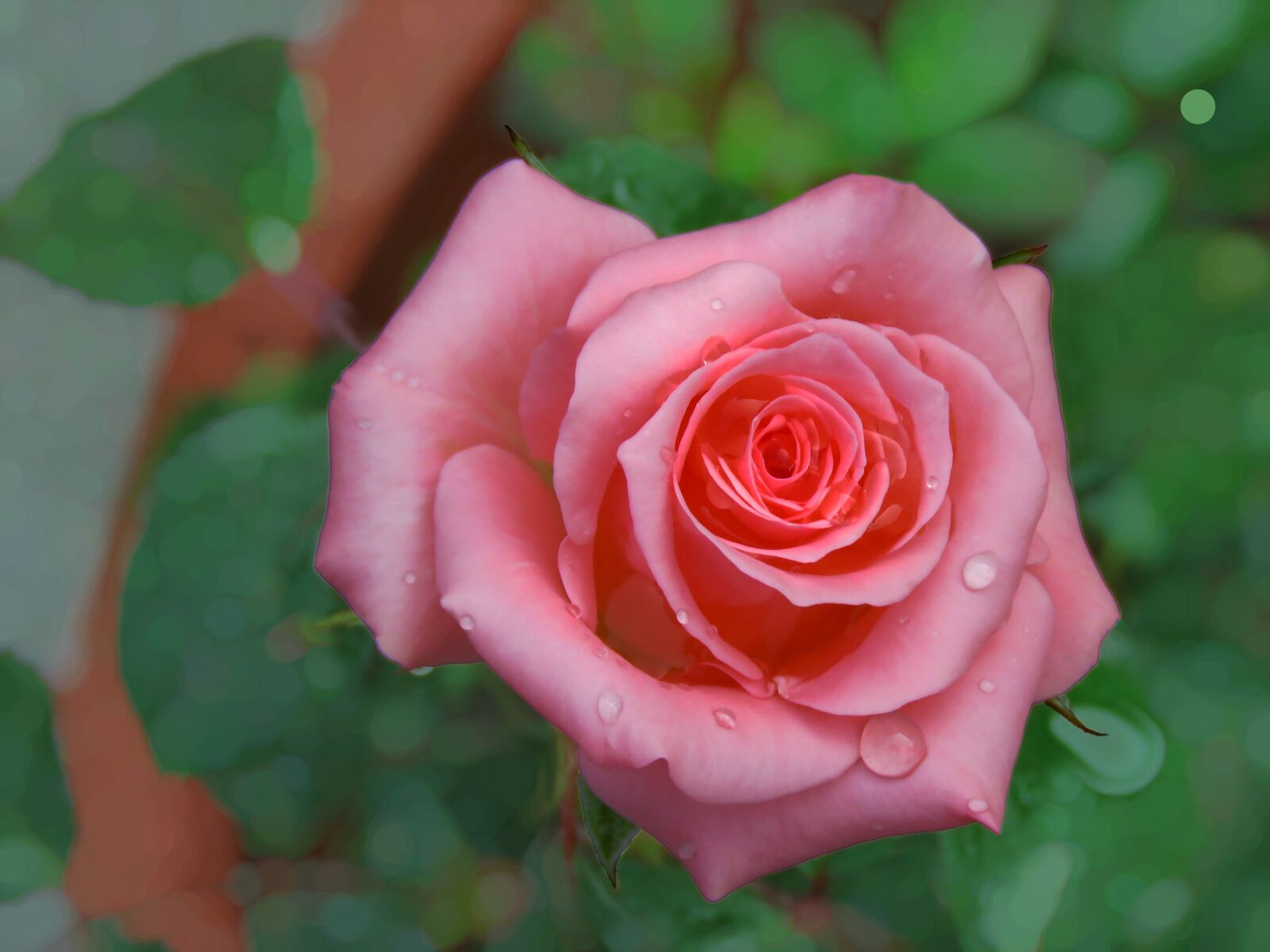 Canon PowerShot SX60 HS sample photo. Pink rose, rose, pink photography