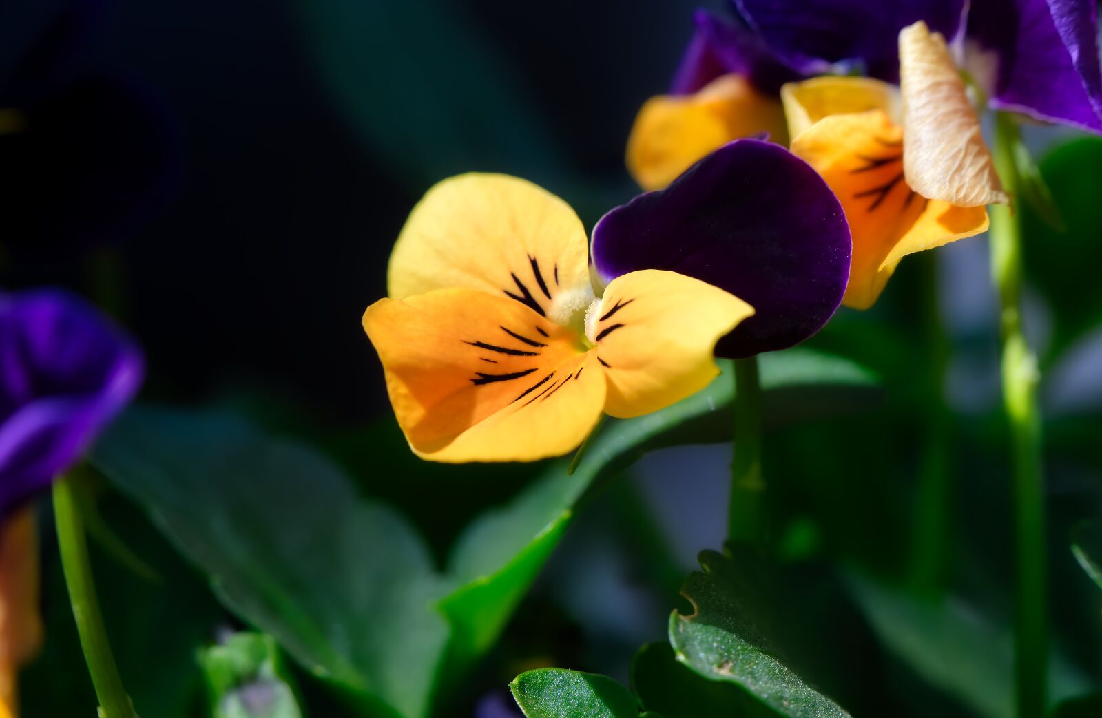 Nikon D850 sample photo. Flower, violet, plant photography