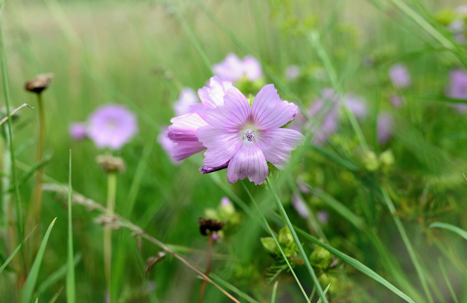 Nikon D610 sample photo. Musk mallow, mallow, rose photography