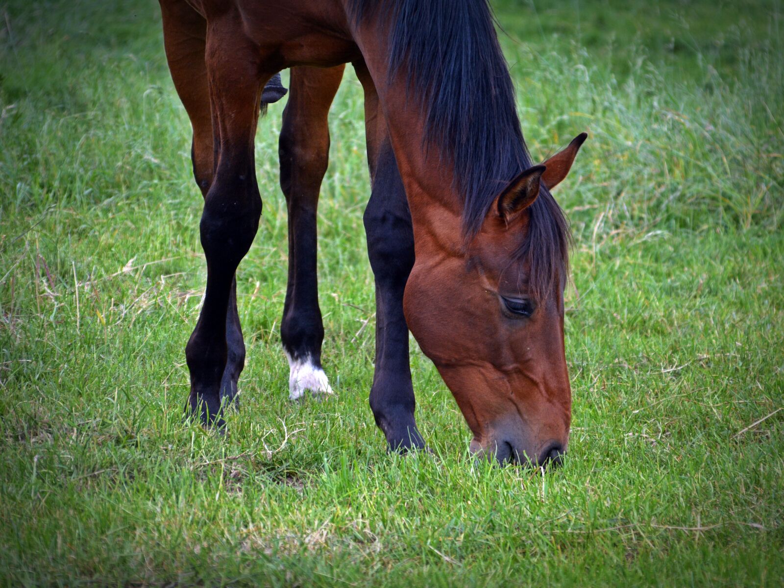 Nikon D5200 sample photo. Horse, horse head, graze photography